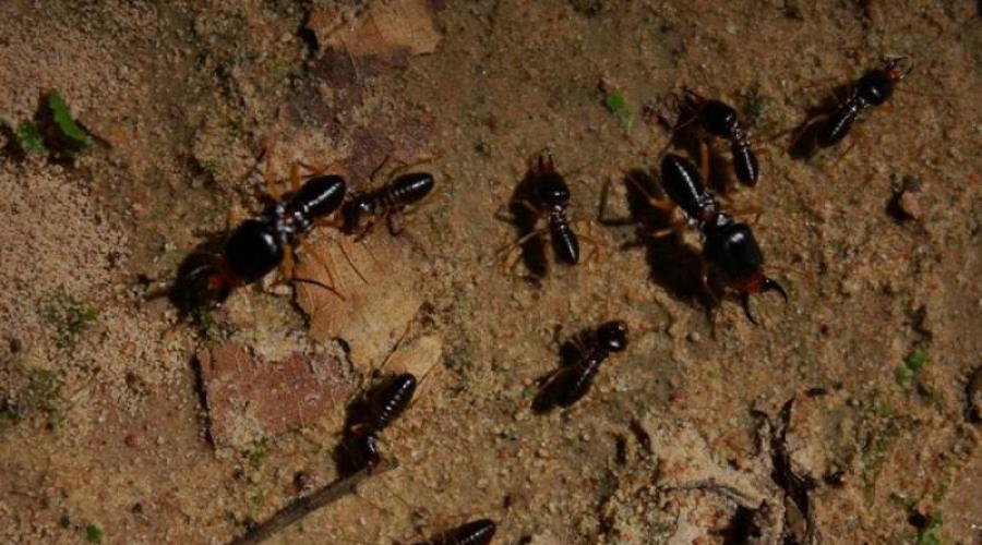 Termitele trăiesc în familii numeroase.  Cine sunt termitele