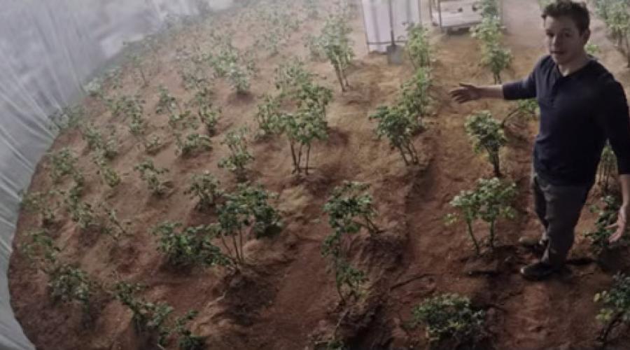 Pomme de terre martienne.  Des scientifiques ont fait pousser des pommes de terre dans des conditions martiennes