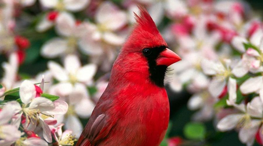 cardinal de nord.  Cardinali