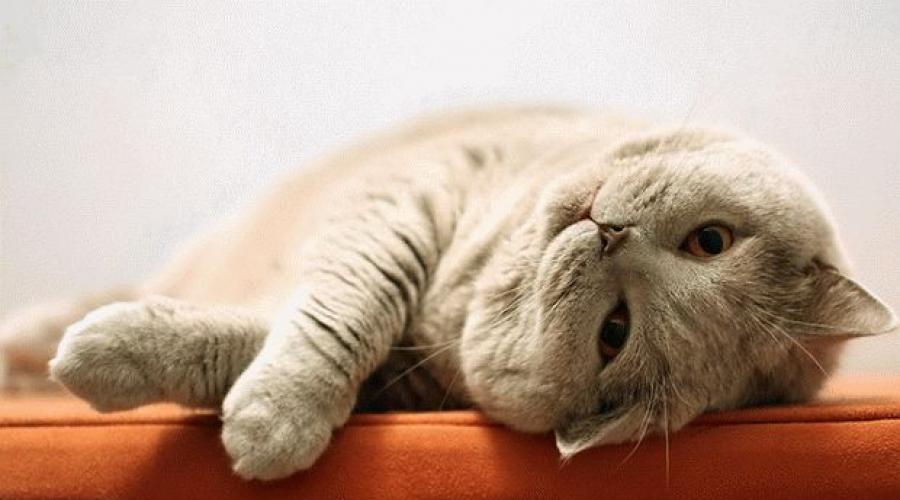 Толкование: к чему снится мертвая кошка? Что если снится кошка которая умерла? Современный сонник XXI века. 