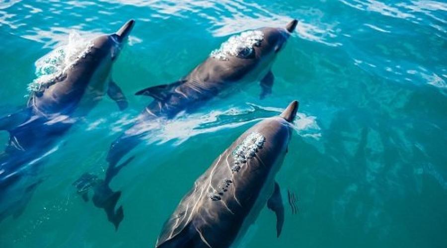 De ce visează delfinii acasă.  Apa curata - pace si bucurie