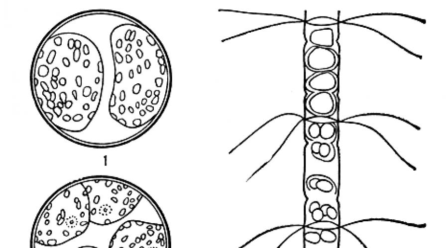 Structura celulară a diatomeelor.  Diatomeele și proprietățile lor