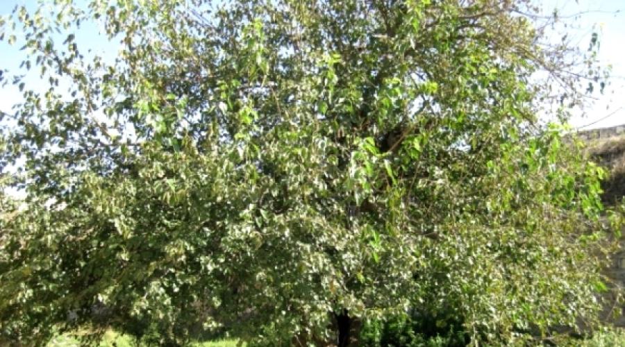Шелковица тутовое дерево. Описание, особенности, виды и уход за шелковицей