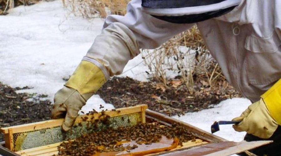 Подкормка пчел на зиму сахарным сиропом. Время и количество подкормки