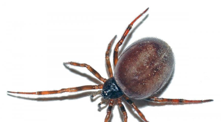 Pourquoi tu ne peux pas tuer une araignée dans la maison ?  Tuer une araignée est un signe avec une très mauvaise signification.