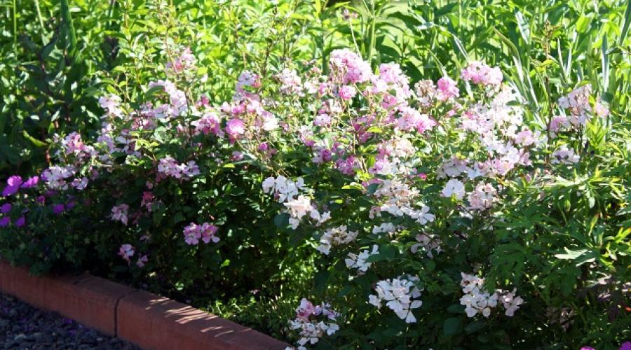 Engelsflügel – Chinesische Rosen-Engelsflügel: Tipps für die Pflege und den Anbau aus Samen.  Chinesische Rose