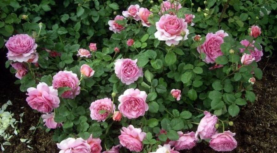 Trandafir arbust „Prițesa Alexandra de Kent”.  Calendar