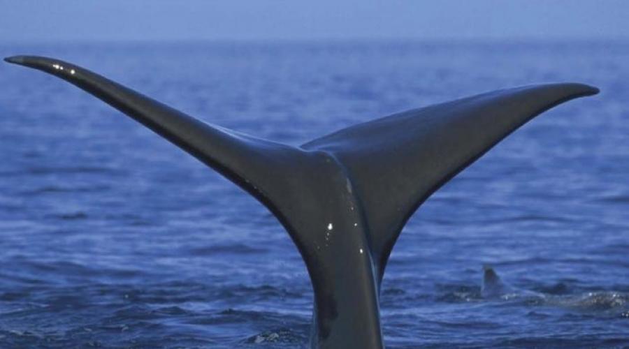 Descrierea animalelor balene pentru copii.  Ce mănâncă o balenă?  Reproducerea balenelor albastre