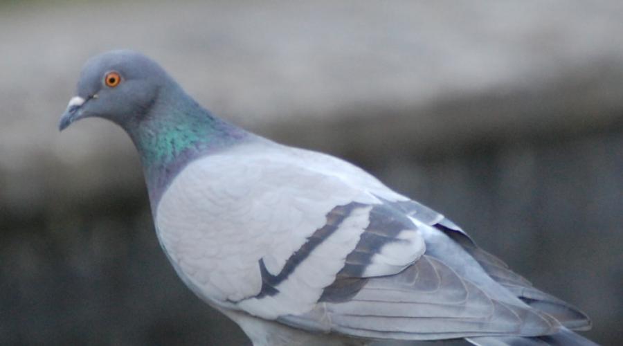Travail de recherche « Etudier la relation de l'homme aux pigeons.  Colombe grise: description, comportement
