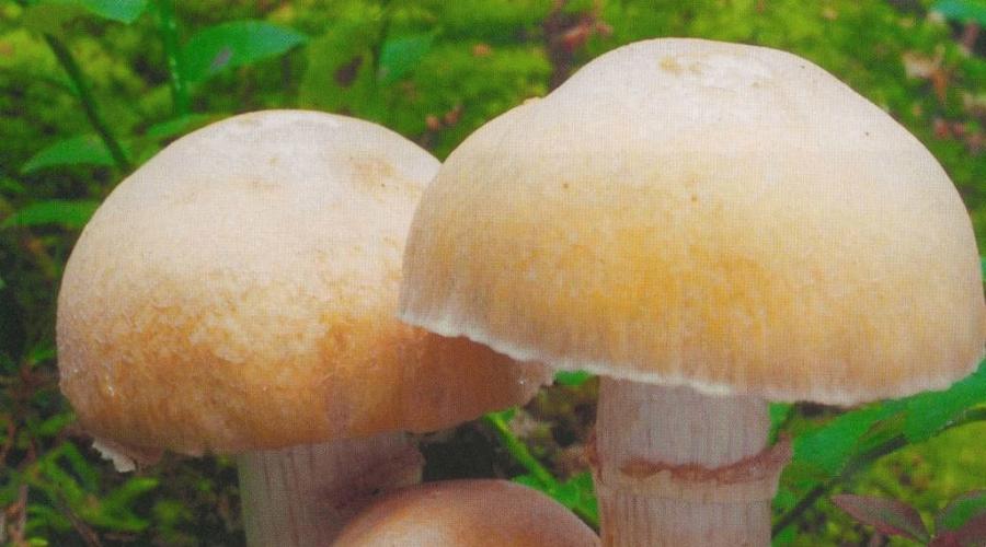 Care sunt beneficiile ciupercilor prăjite.  Ciuperci ciuperci: beneficii și daune - rețete de gătit