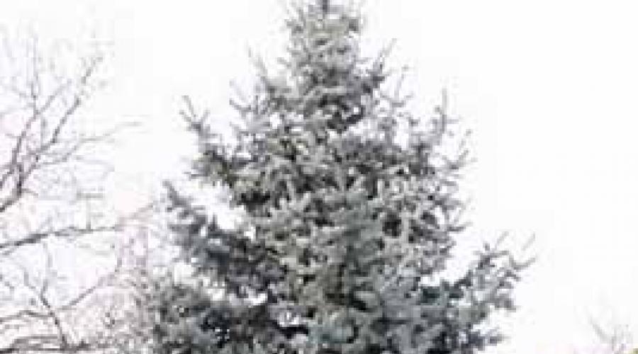 Plantation et entretien de Picea pungens glauca globosa.  Épinette de Barbarie (Picea pungens)
