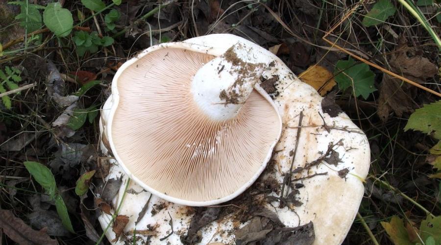 Photographies de champignons comestibles et non comestibles avec noms.  Champignons comestibles de Sibérie et de l'Oural
