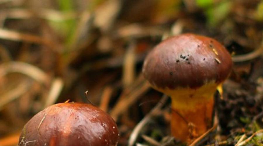 Faux cèpes : leur différence avec un champignon comestible.  Huile de qualités utiles