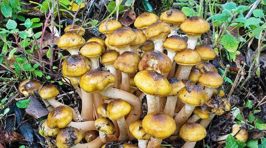 Съедобные грибы опенок. Опенок осенний – гриб, растущий до зимы