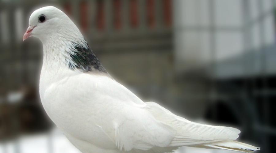 Pigeons domestiques - pigeon courrier