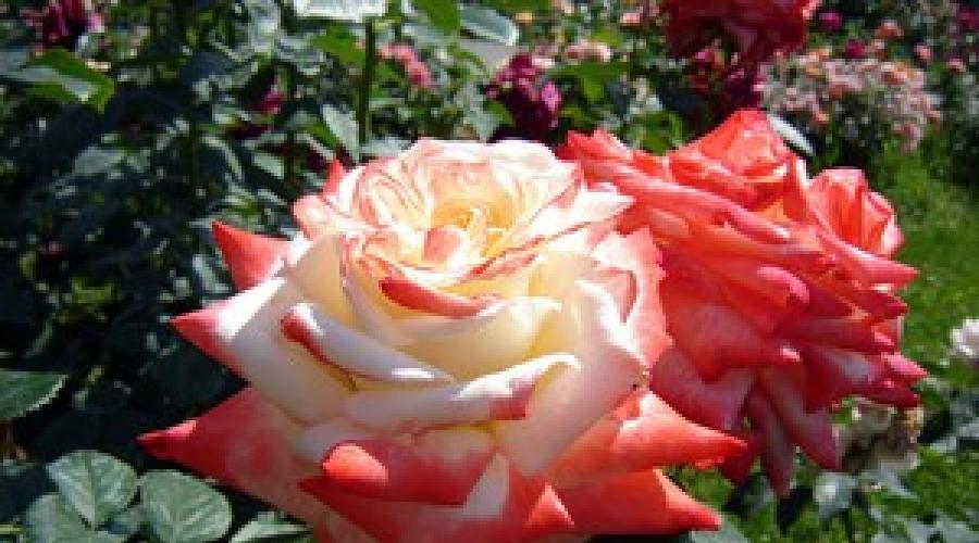 Die größten blühenden Rosen.  Weiße und gelbe Sorten hybrider Teerosen