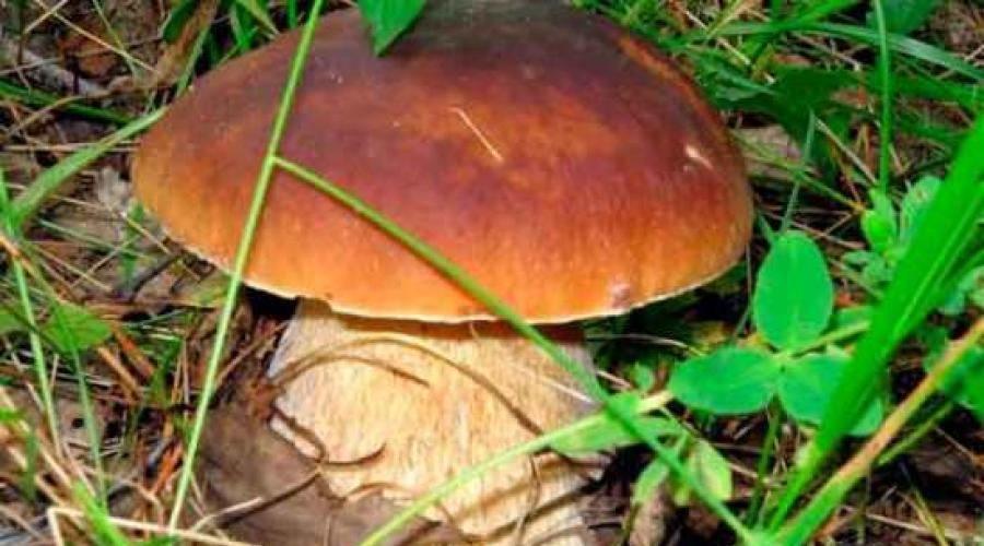 Темно коричневые грибы. Белый гриб: фото и описание, как готовить