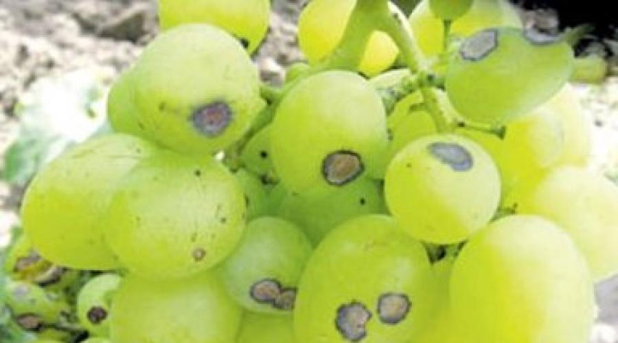 Traubenbeerkrankheit, was zu tun ist.  Weinanbau in der Mittelzone und Pflege des Weinbergs.  Kompetenter und zuverlässiger Schutz der Trauben vor Krankheiten – Mittel zur Bekämpfung und ihr Zweck