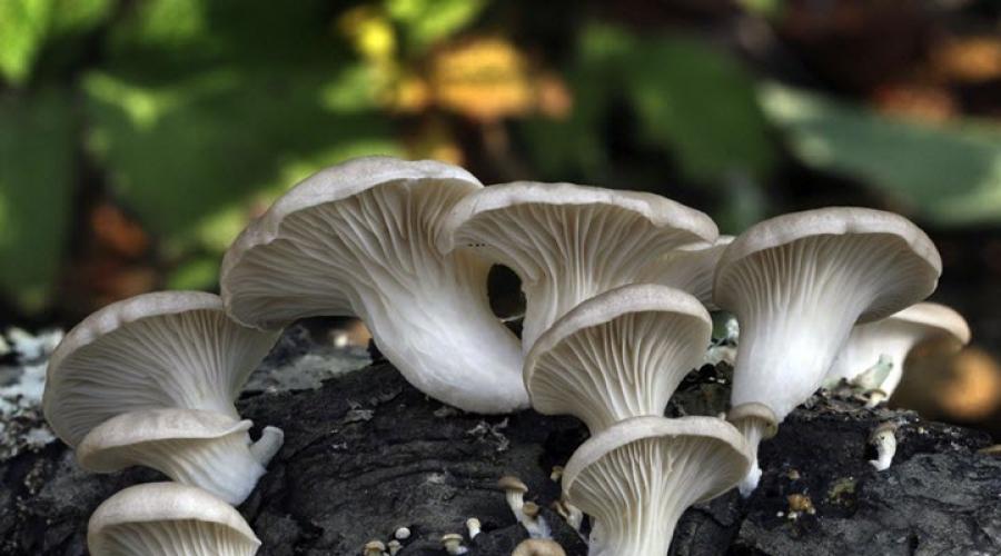 Поздняя осень грибы. Съедобные грибы поздней осени