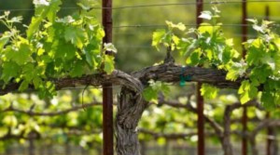 Bauen Sie im dritten Jahr der Buschbildung eine Weinrebe an.  Bildung eines Traubenstrauchs nach den Empfehlungen von Akovantsev