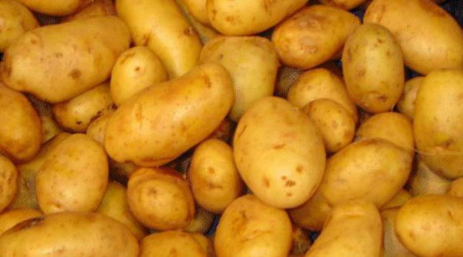 Кто первый русский попробовал картофель. История происхождения картофеля