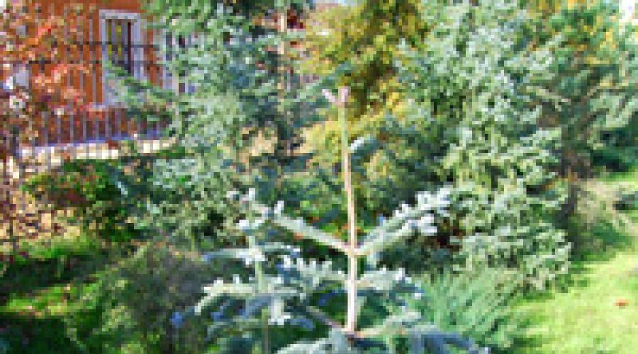 Landschaftsgestaltung mit Nadelbäumen.  Nadelbäume in Landschaftsgestaltung und Gartenarbeit