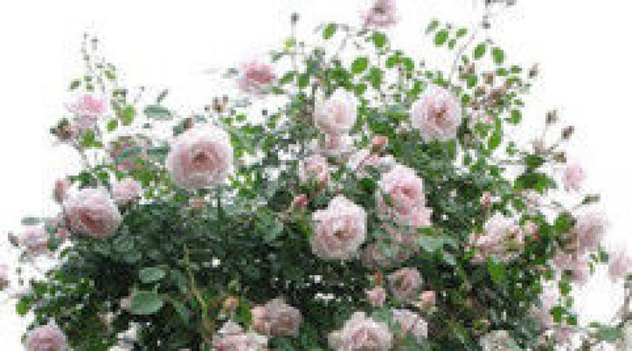 Ist es möglich, Rosen im Sommer mit Asche zu füttern?  Düngemittel für Gartenrosen