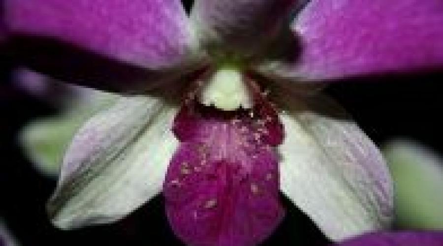 Чем можно обработать орхидею от вредителей. Появилась тля на орхидеях? Как избавиться от этого вредителя