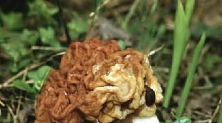 Les champignons ont des propriétés utiles et médicinales.  La lignée est conditionnellement comestible.