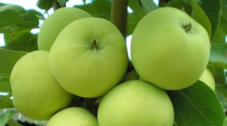 Озимые сорта яблок. Названия и описания зимних сортов яблок.