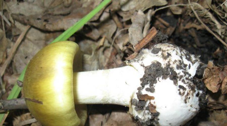 Message sur le champignon champignon blanc.  Grèbe pâle champignon