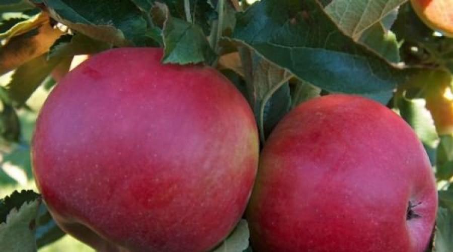 Când se coc soiurile de mere de iarnă.  Mere: fotografii frumoase ale soiurilor cu un nume și o descriere reală.