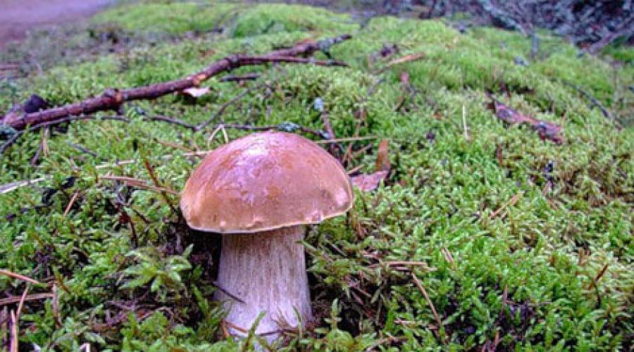  Подберезовик: фото, описание гриба