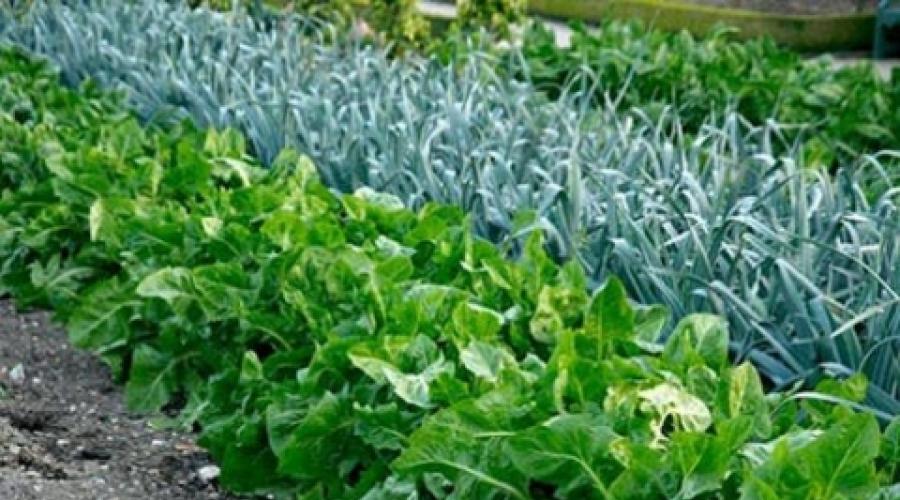 Rotation von Gemüsekulturen auf dem Gartentisch.  Gartenkulturen: wie abwechseln?  Kulturkompatibilität