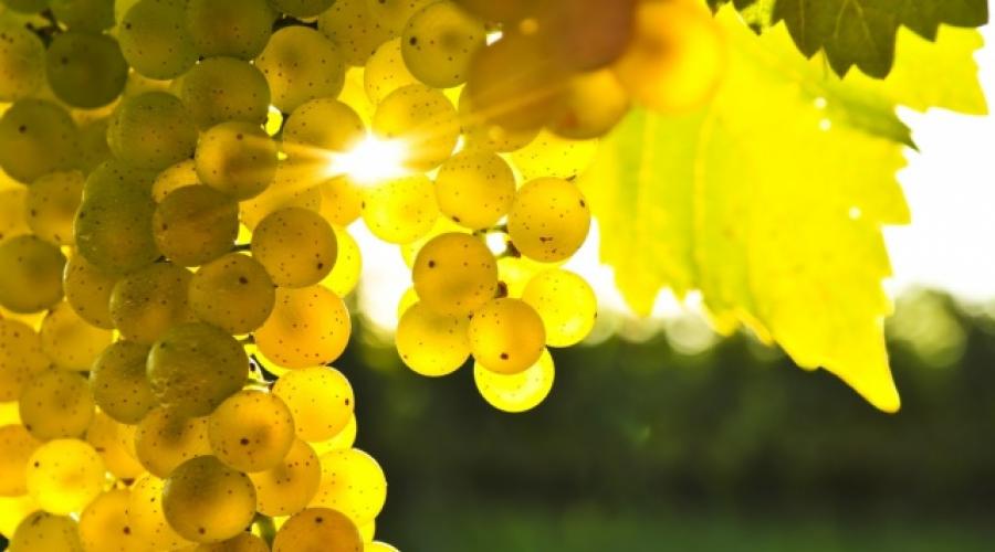 Welche Vorteile haben Weintrauben?  Was ist gesünder – Rot oder Grün?  Grüne Trauben und ihre wohltuenden Eigenschaften