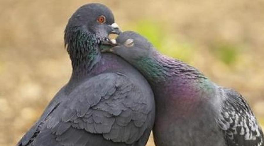 Combien d'années les pigeons vivent-ils dans des conditions différentes ?  Combien d'années vivent les pigeons ?